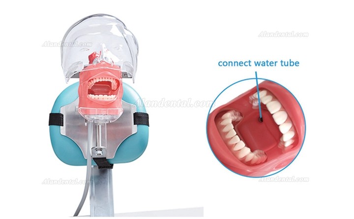 Jingle C6-3 Dental Training Practice Phantom Manikin Head